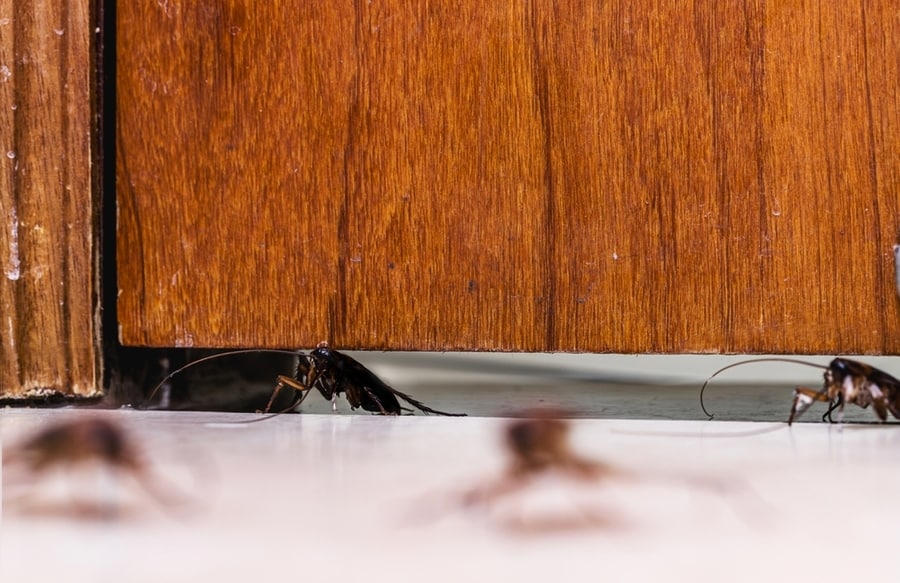Cockroach Passing Under The Door