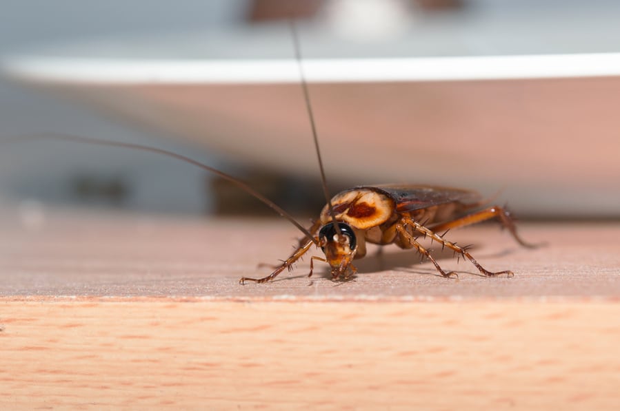 Cockroaches Living In The House