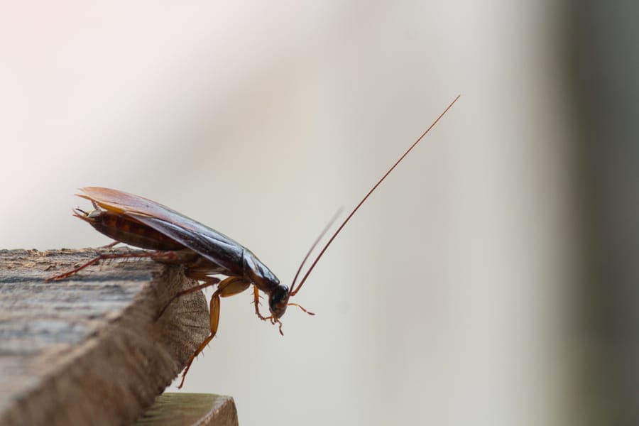 Cockroaches On Wood, Background Blurred