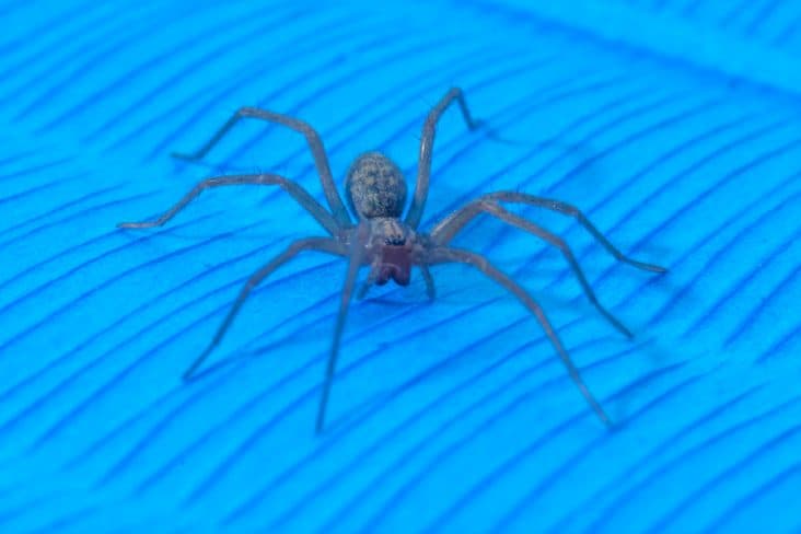 What Color Light Repels Spiders BeatPests what-color-light-repels-spiders-beatpests