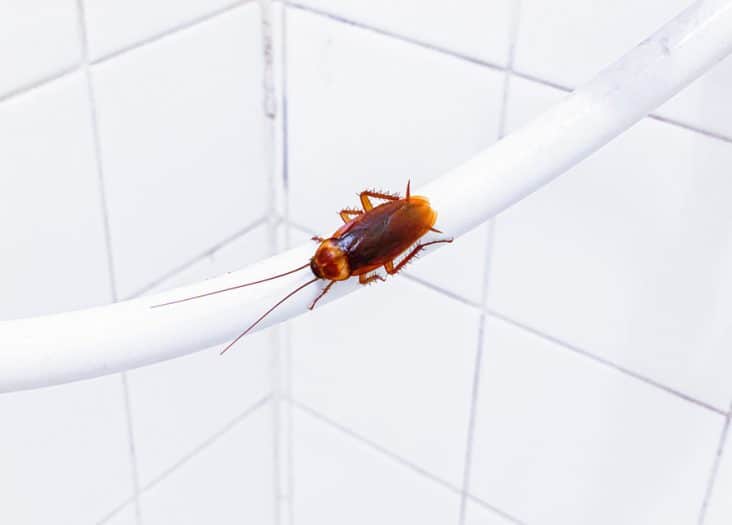 Where Do Roaches Hide in Bathroom? BeatPests