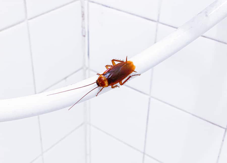 Common Hiding Spots For Roaches In The Bathroom