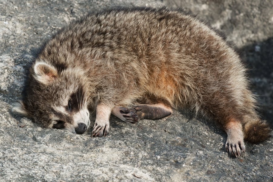 Common Raccoon Sleeping
