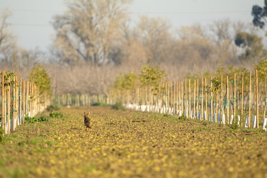 Coyote Running Away In The Distance