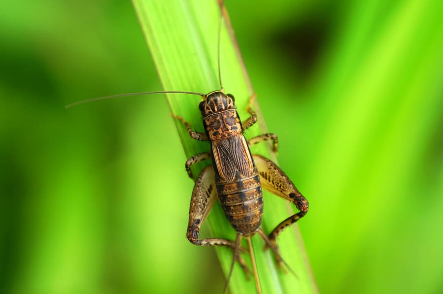 Cricket On Green Leaf