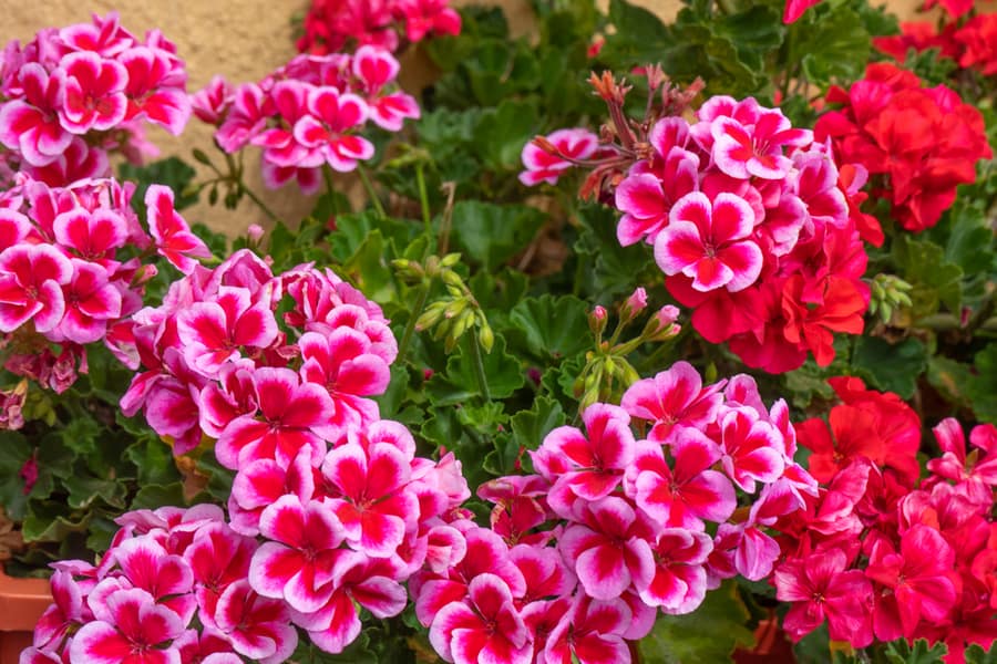 Cultivating Anti-Bee Plants (Geraniums)