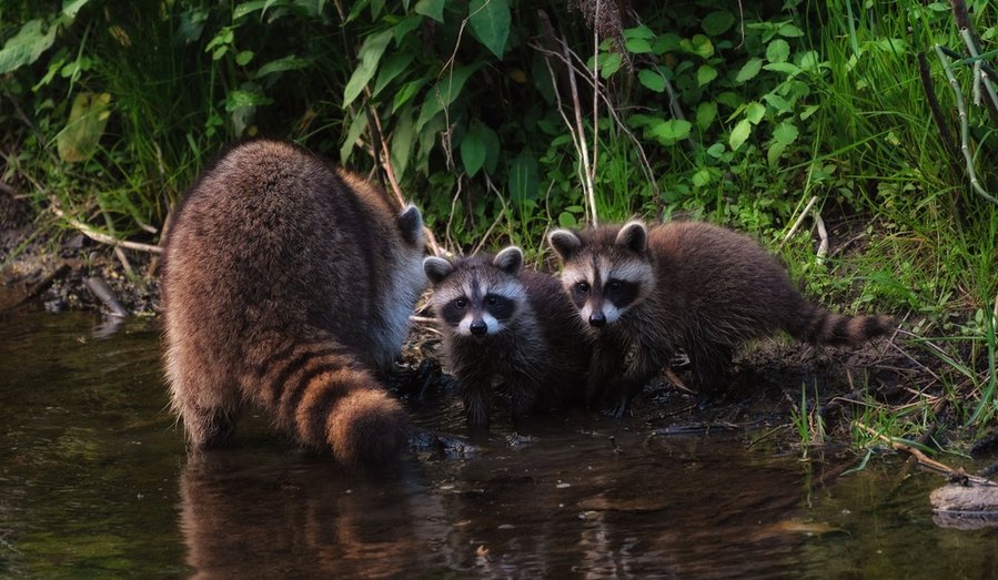 Cute Family Raccoons Early Spring