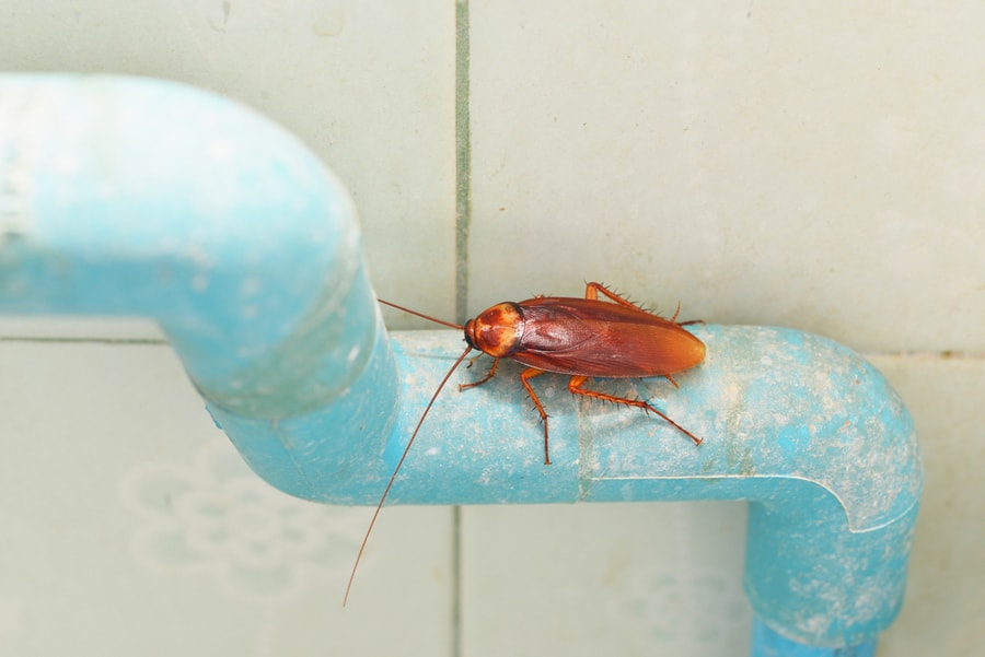 Dirty Cockroach On Pipe