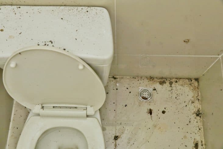 Dirty Toilet With Roach Stains 732x488 