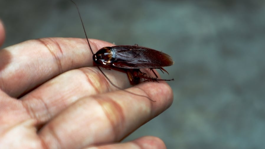 Do Roaches Like To Live With Humans?