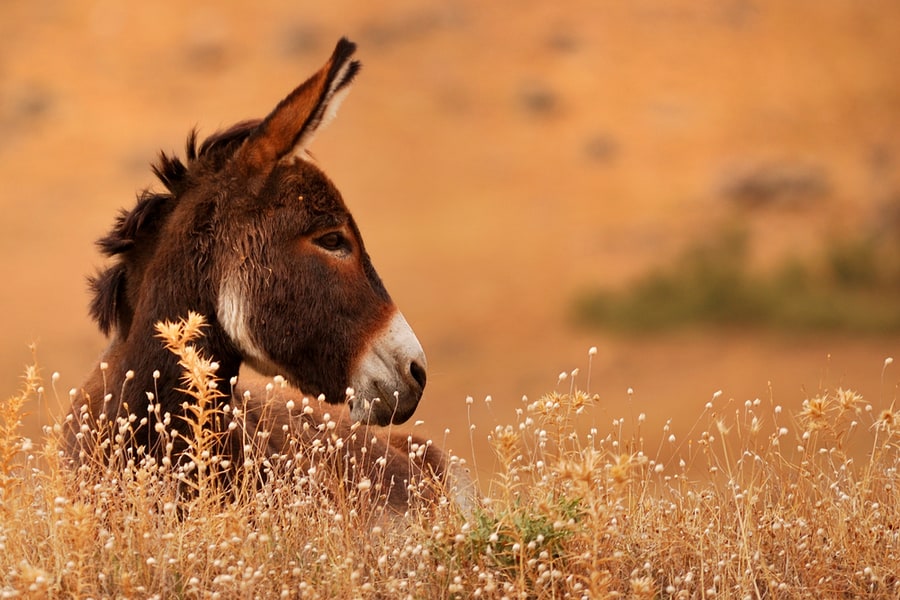 Donkey In The Farm