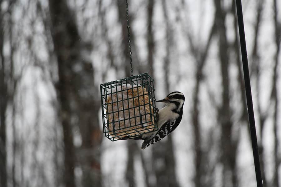 Downy Woodpecker Eating Suet Cake-Upper