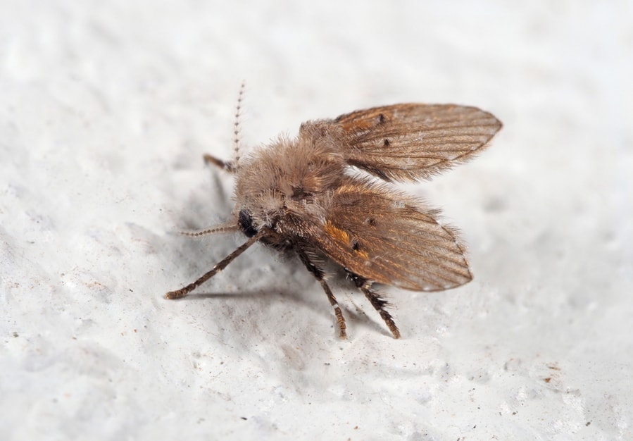 Drain Fly On A White Floor