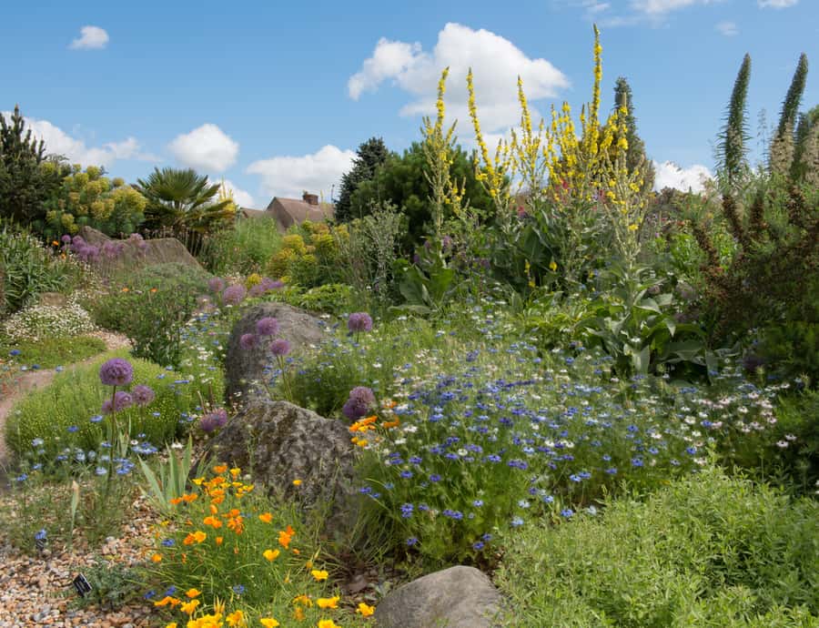 Dry Garden