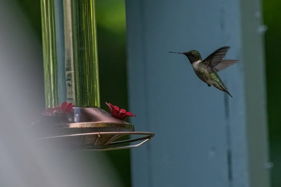 Easy Ways To Get A Hummingbird Out Of Your House