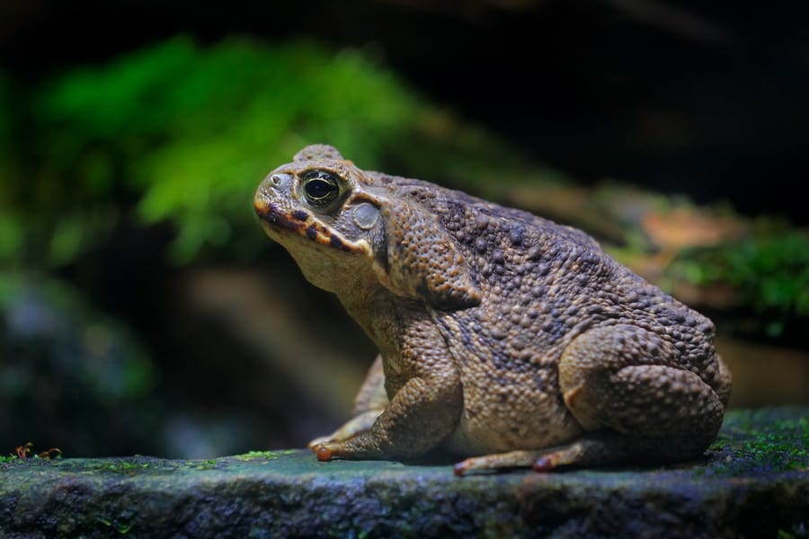 Effective Hacks To Repel Toads