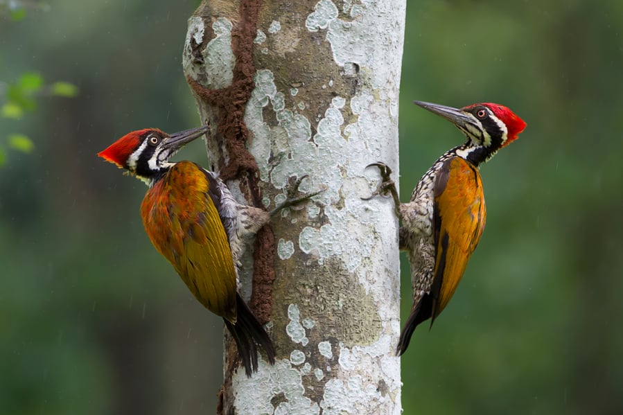 Effective Methods To Repel Woodpeckers