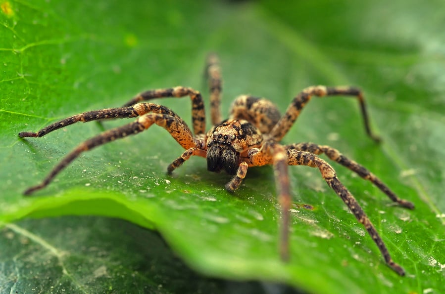 Effective Tips To Keep Spiders Out Of The Pool Cage