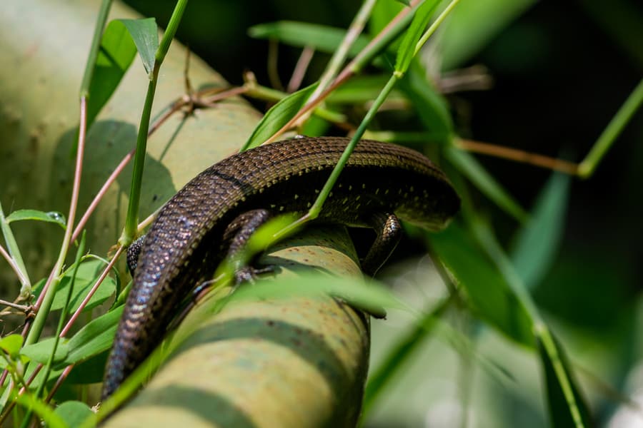 Effective Ways To Keep Lizards Away