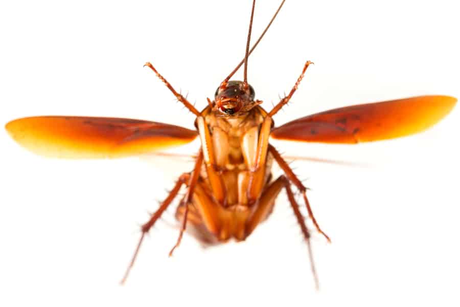 Effective Ways To Repel Flying Roaches From Your Home