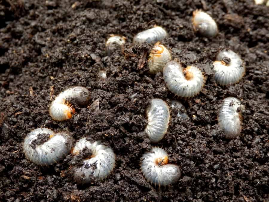 Eliminating Grubs And Beetles