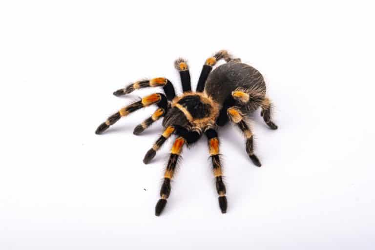 13 Essential Oils To Keep Spiders Away BeatPests