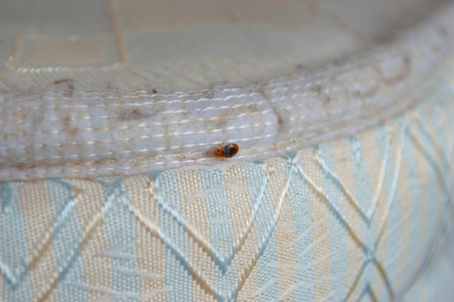 Expect To See Bed Bugs After Treatment