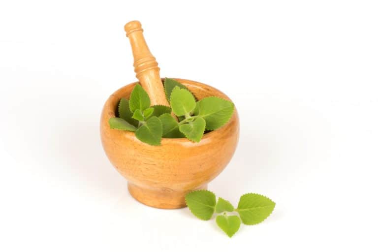 What Bugs Does Oregano Repel? BeatPests