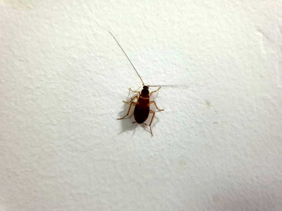 Female German Roach Vs. Male German Roach