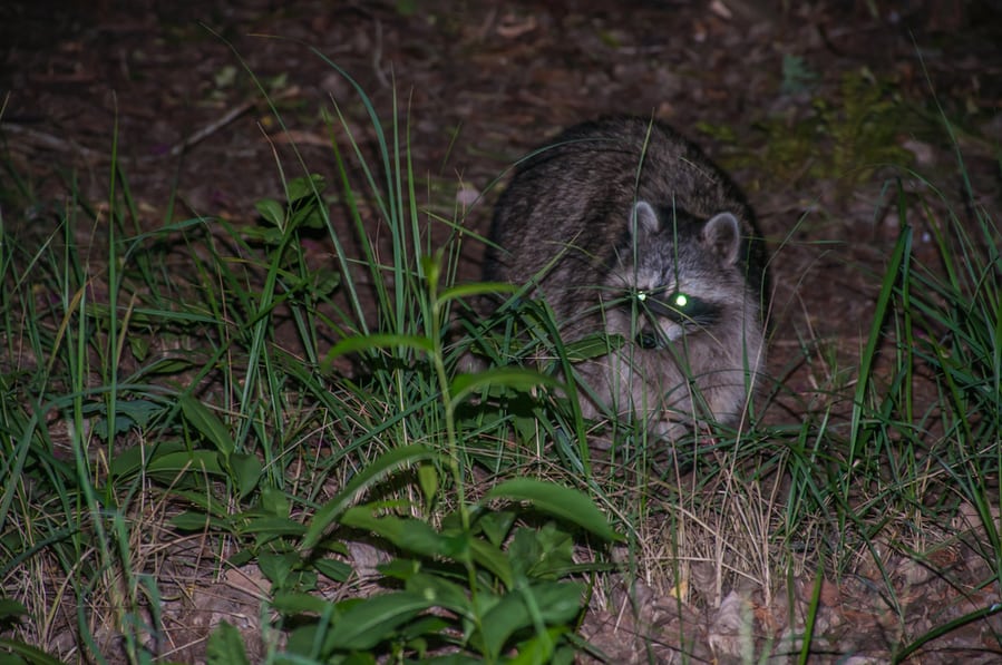 Female Raccoon Female Night Shot Mother