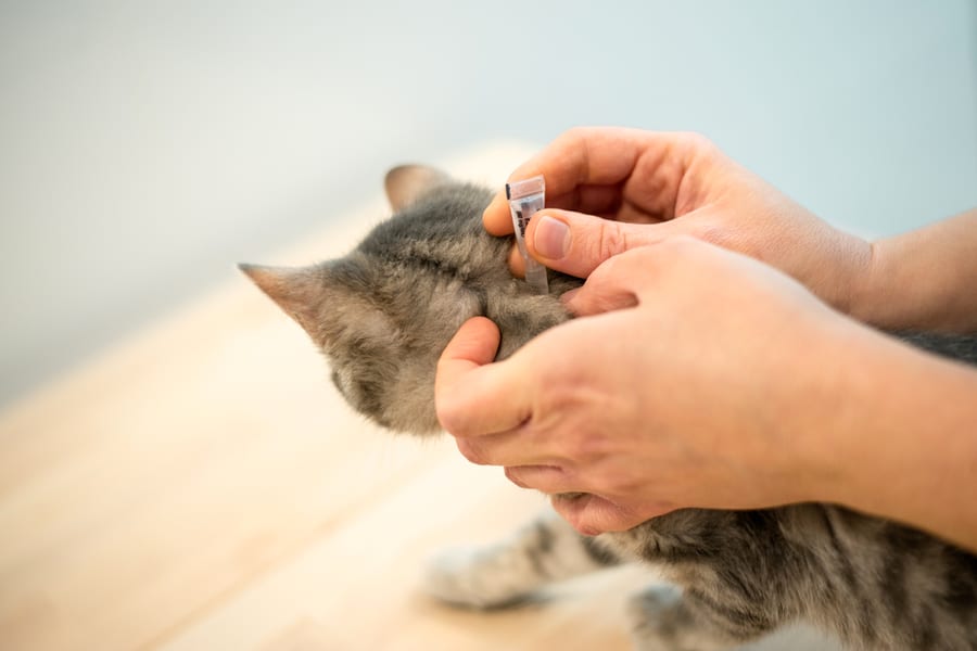 Female Veterinarian Doctor Uses Antiflea Drops