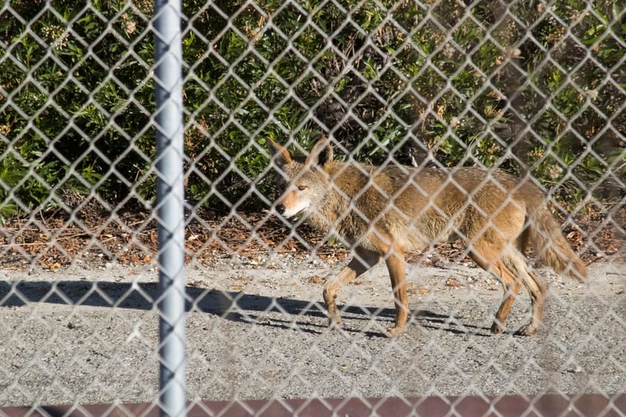 Fencing Ideas To Keep Coyotes Away