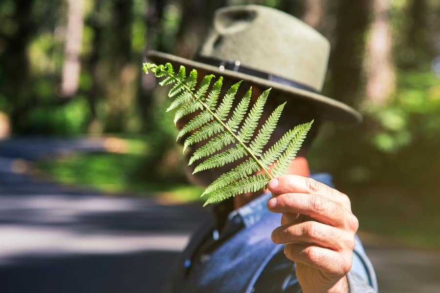 Fern On Hat