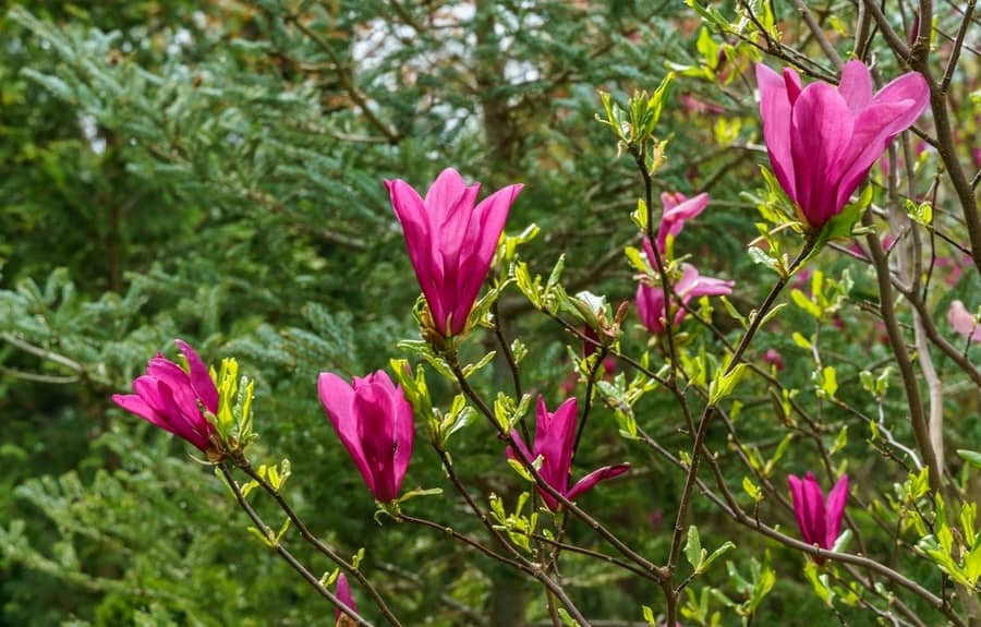 Fibrous Foliage (Magnolia) Fibrous Foliage (Magnolia)