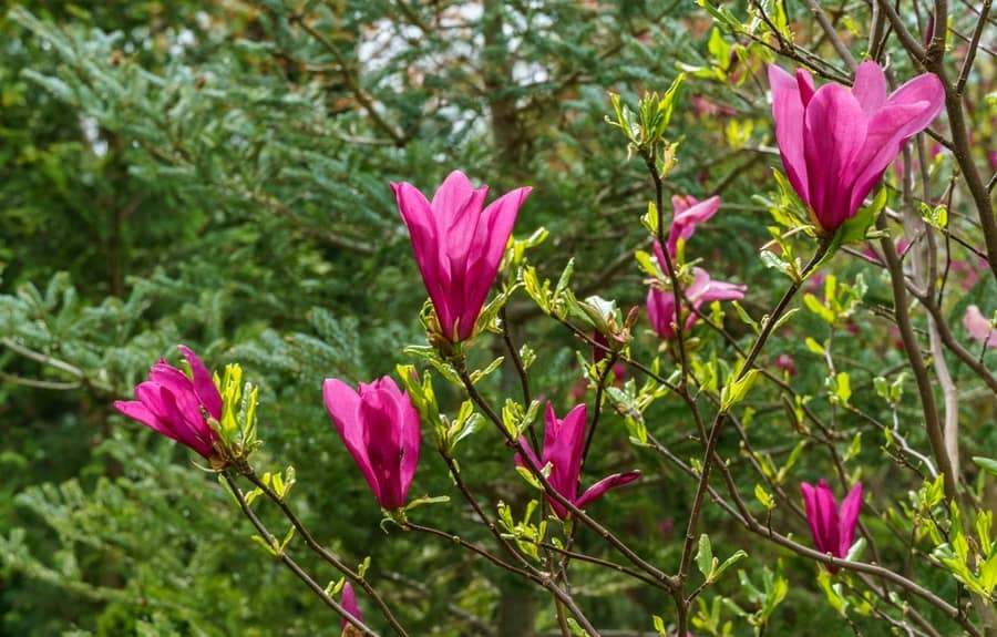 Fibrous Foliage (Magnolia)