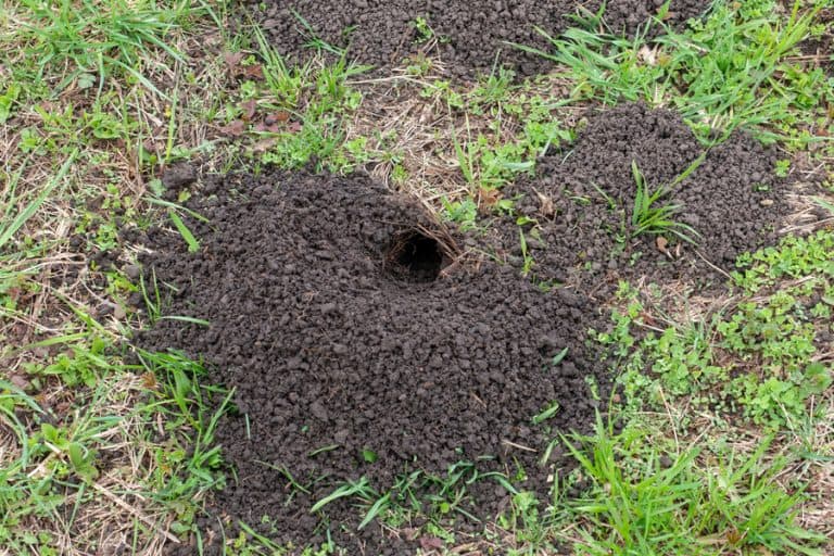 6 Ways To Keep Moles Out Of Flower Beds 