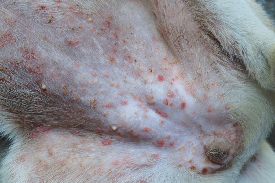 Flea Bite Dermatitis