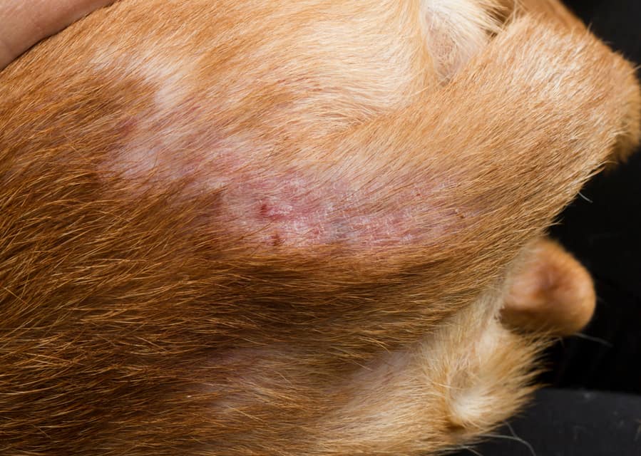 Flea Bites Spread Infections And Diseases