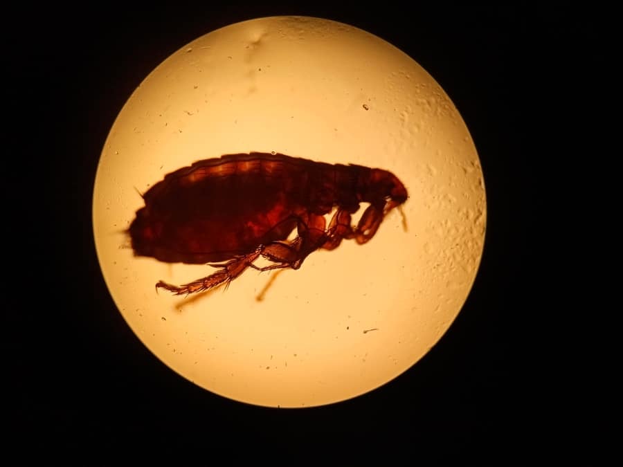 Flea Under The Microscope