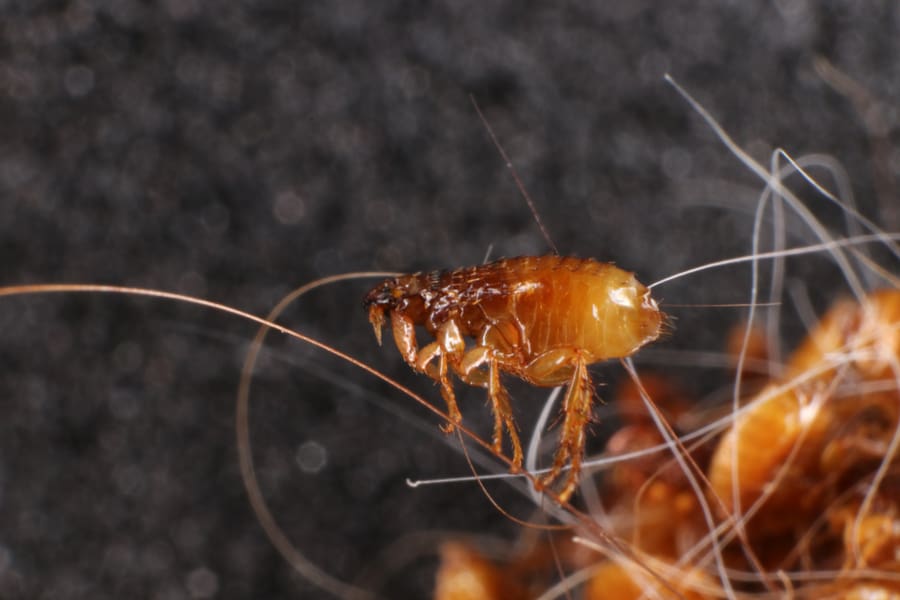 Fleas And Springtails