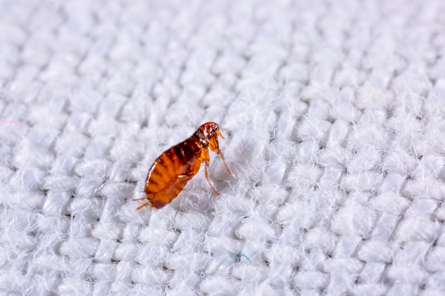 Fleas On A Background Of White Fabric