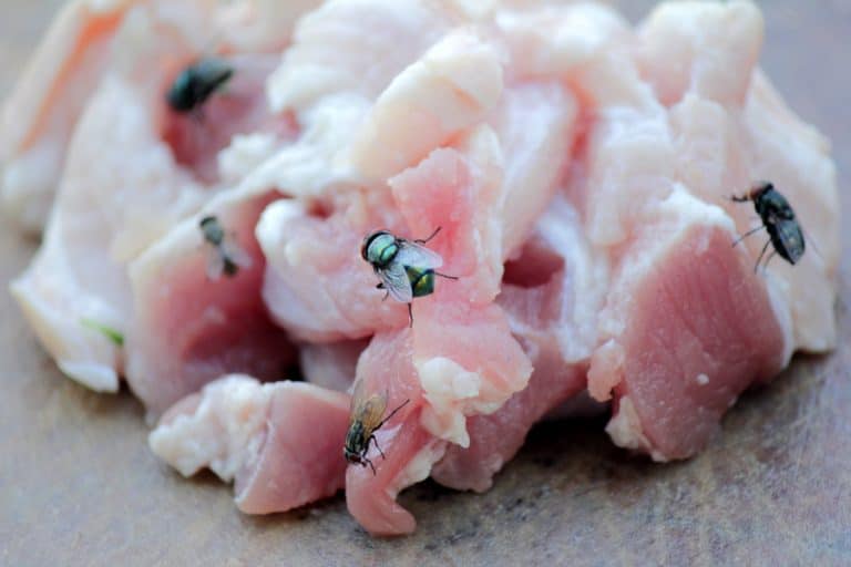 What Incense Repels Flies? BeatPests