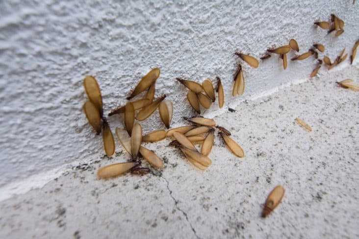 How To Keep Flying Termites Away | BeatPests