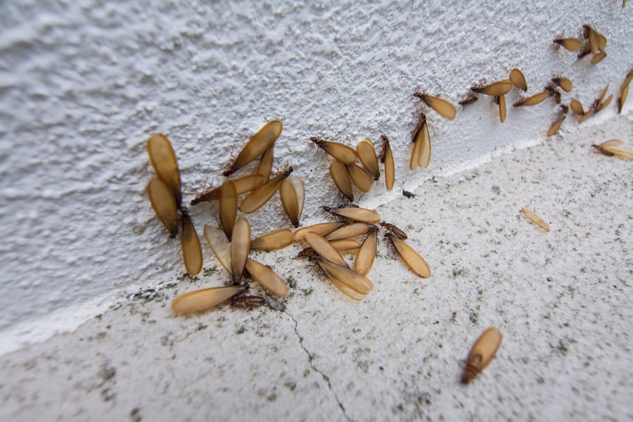 Flying Termites