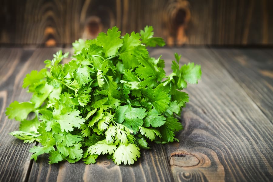 Fresh Green Cilantro Leaves