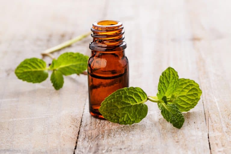 7 Essential Oils That Repel Crickets | BeatPests