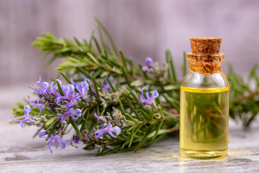 Fresh Organic Rosemary With Essential Oil
