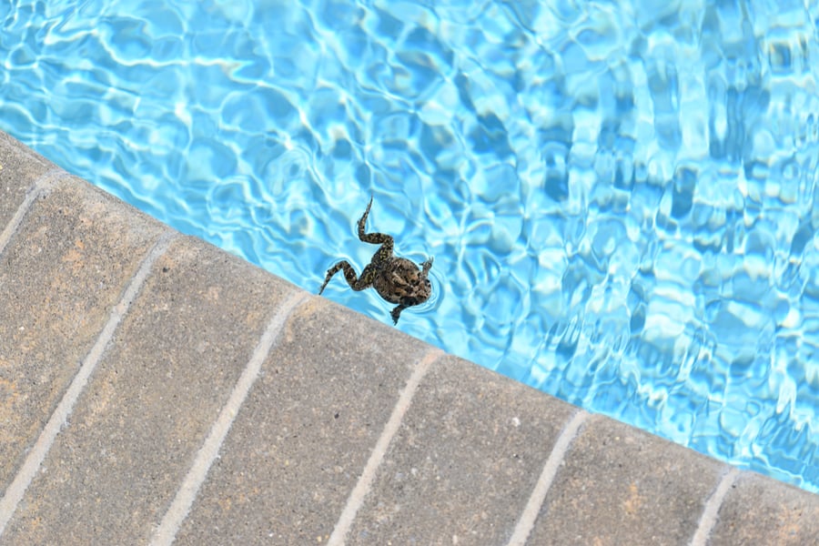 Frog Found Itself Stuck In A Swimming Pool