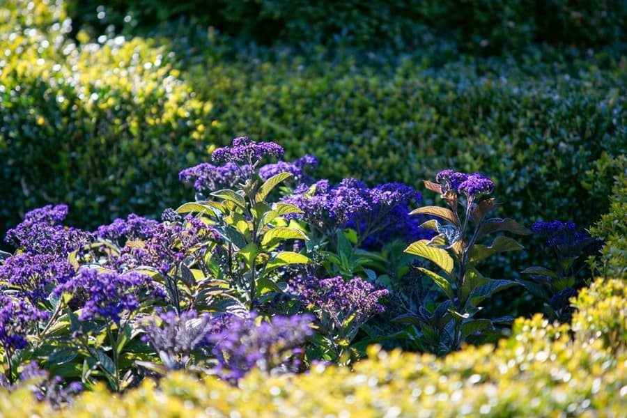 Fuzzy Foliage (Heliotrope)