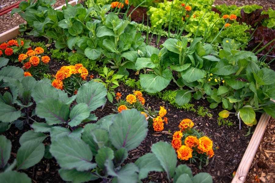 Garden Plot With Raised Bed